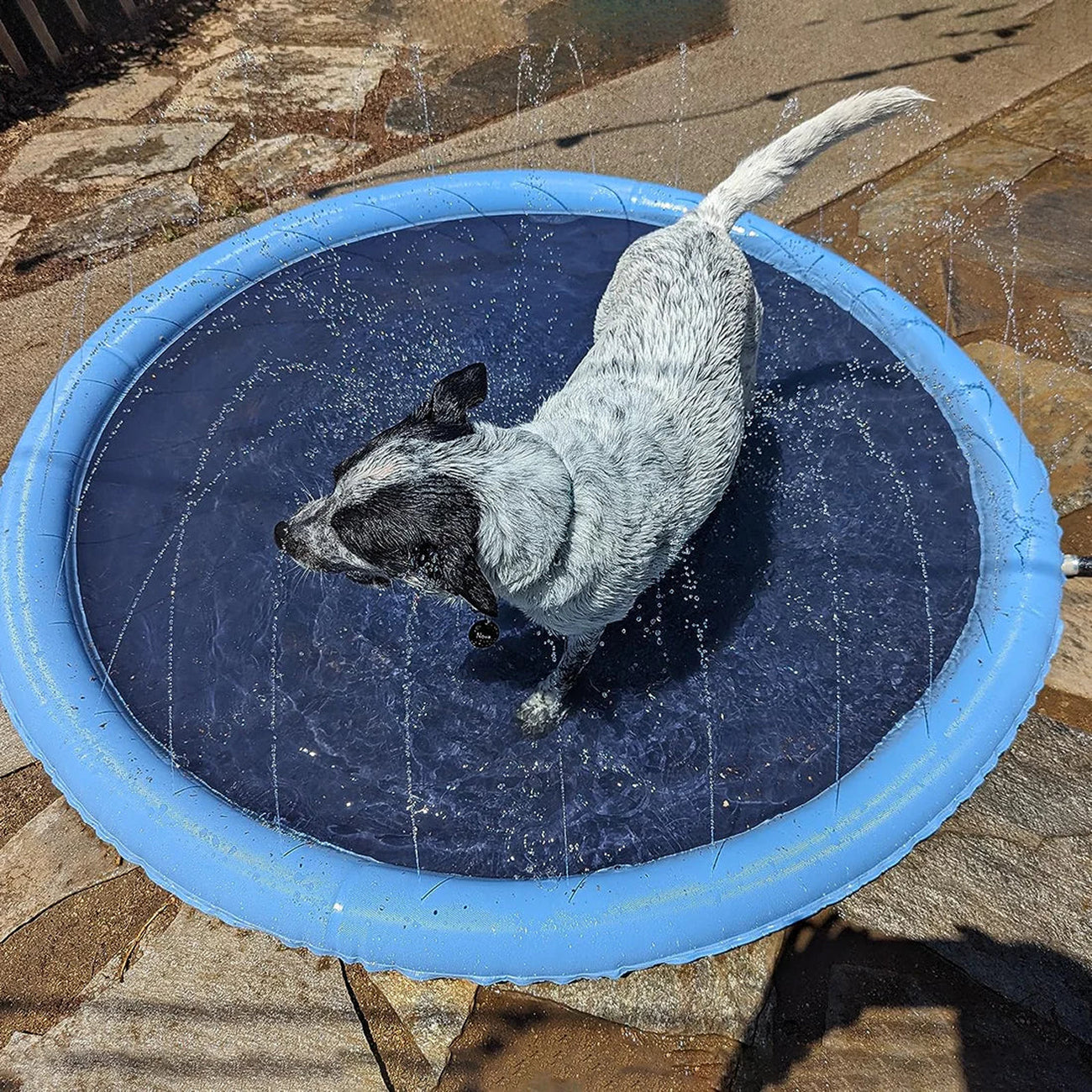 PawWavey Dog Splash Pad