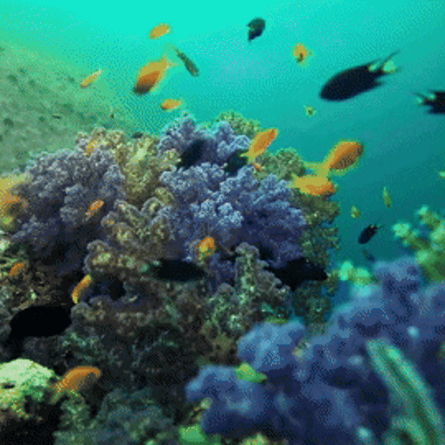 MatroDive Scuba Diving Camera